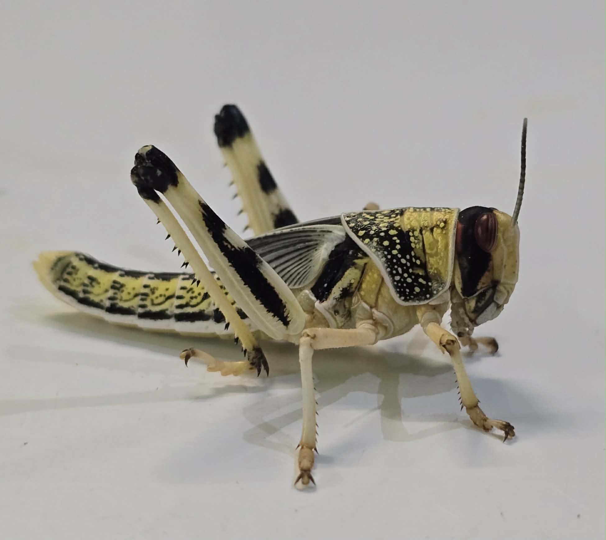 DESERT LOCUSTS (Schistocerca gregaria)