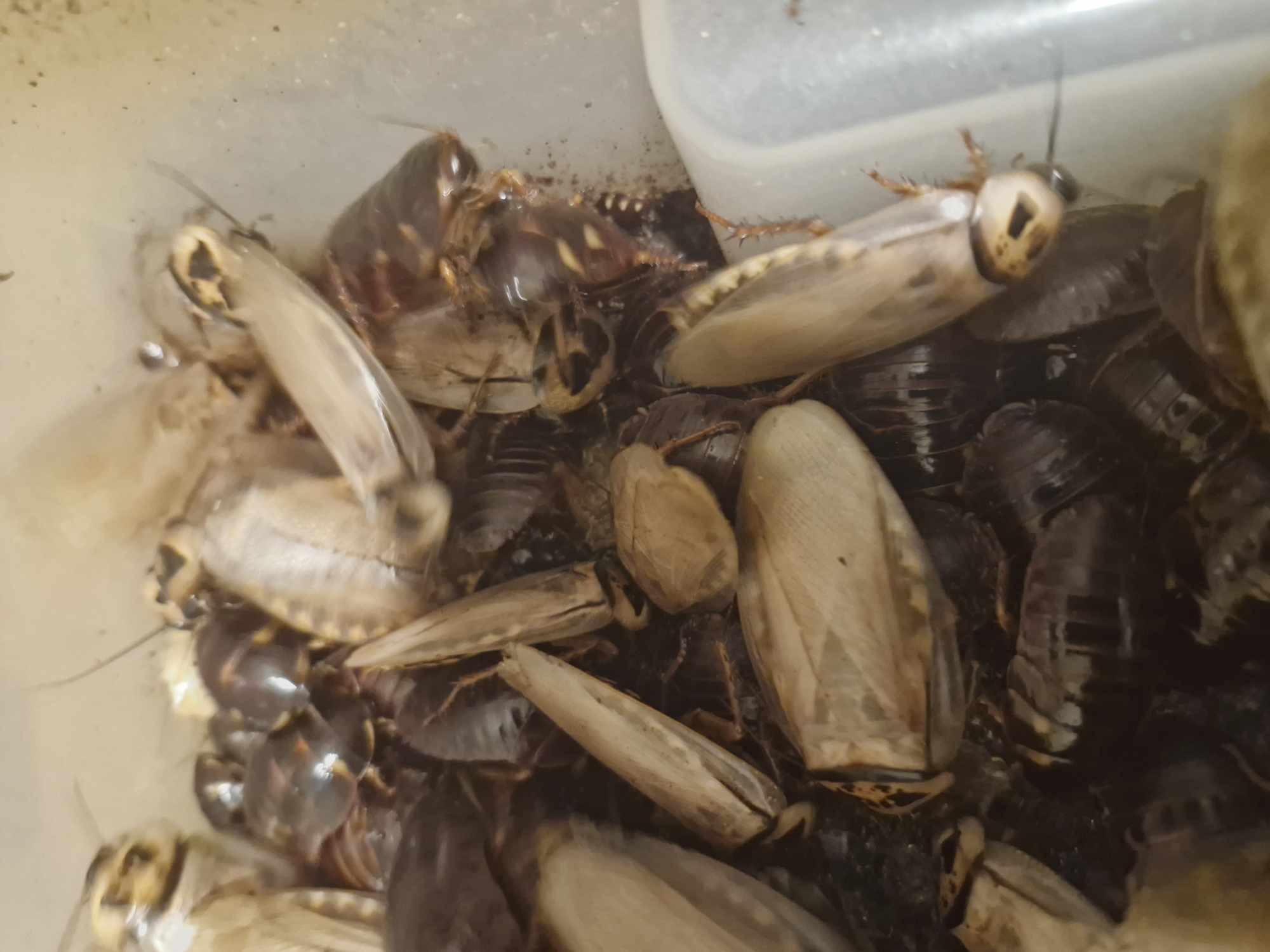 IVORY HEAD COCKROACH (Eublaberus sp. 'Ivory')