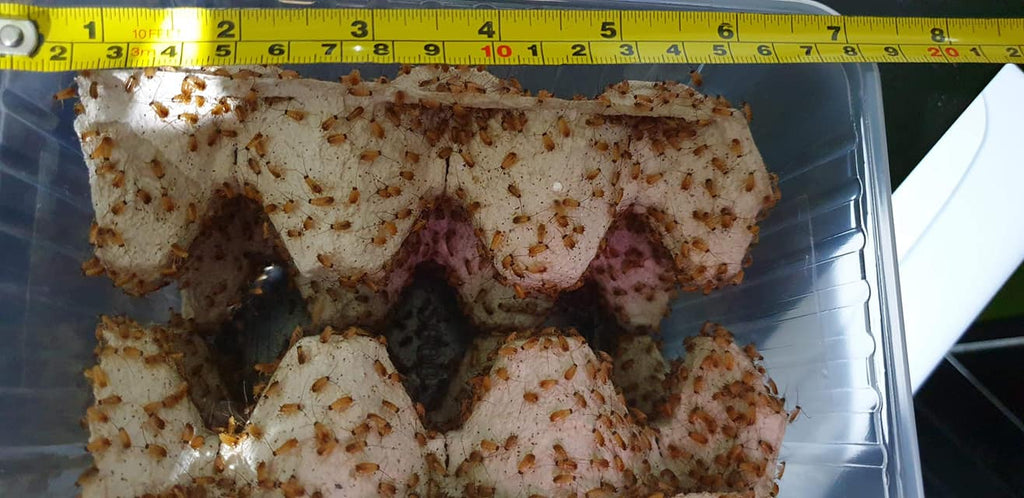 TURKISTAN ROACHES, RED RUNNERS (Shelfordella lateralis)