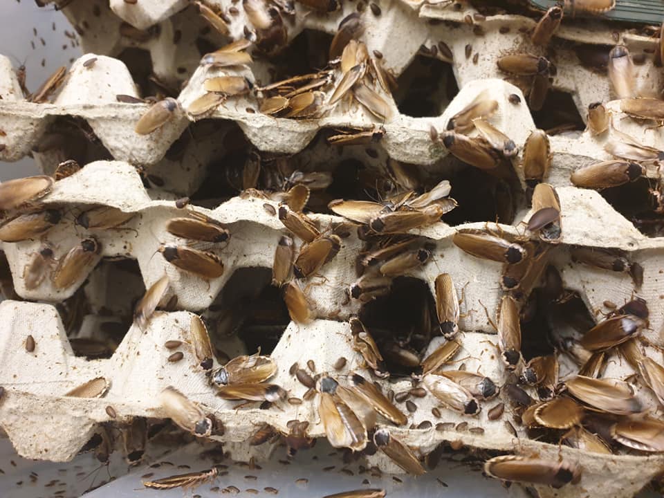 PALLID ROACHES (Phoetalia pallida)