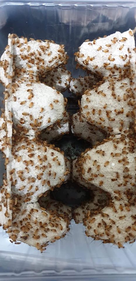 TURKISTAN ROACHES, RED RUNNERS (Shelfordella lateralis)