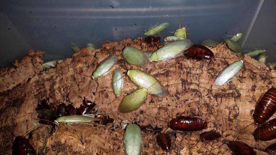 GIANT BANANA ROACHES (Panchlora sp. 'Giant')