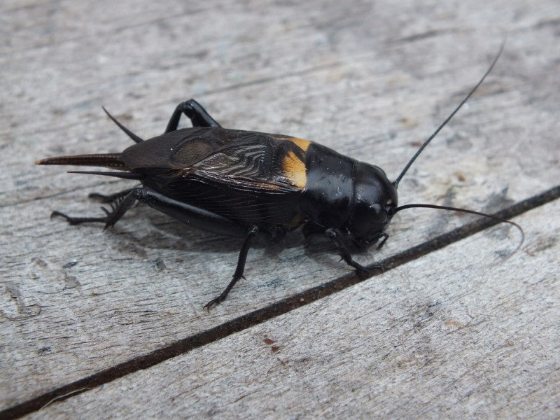 BLACK CRICKETS (Gryllus bimaculatus)