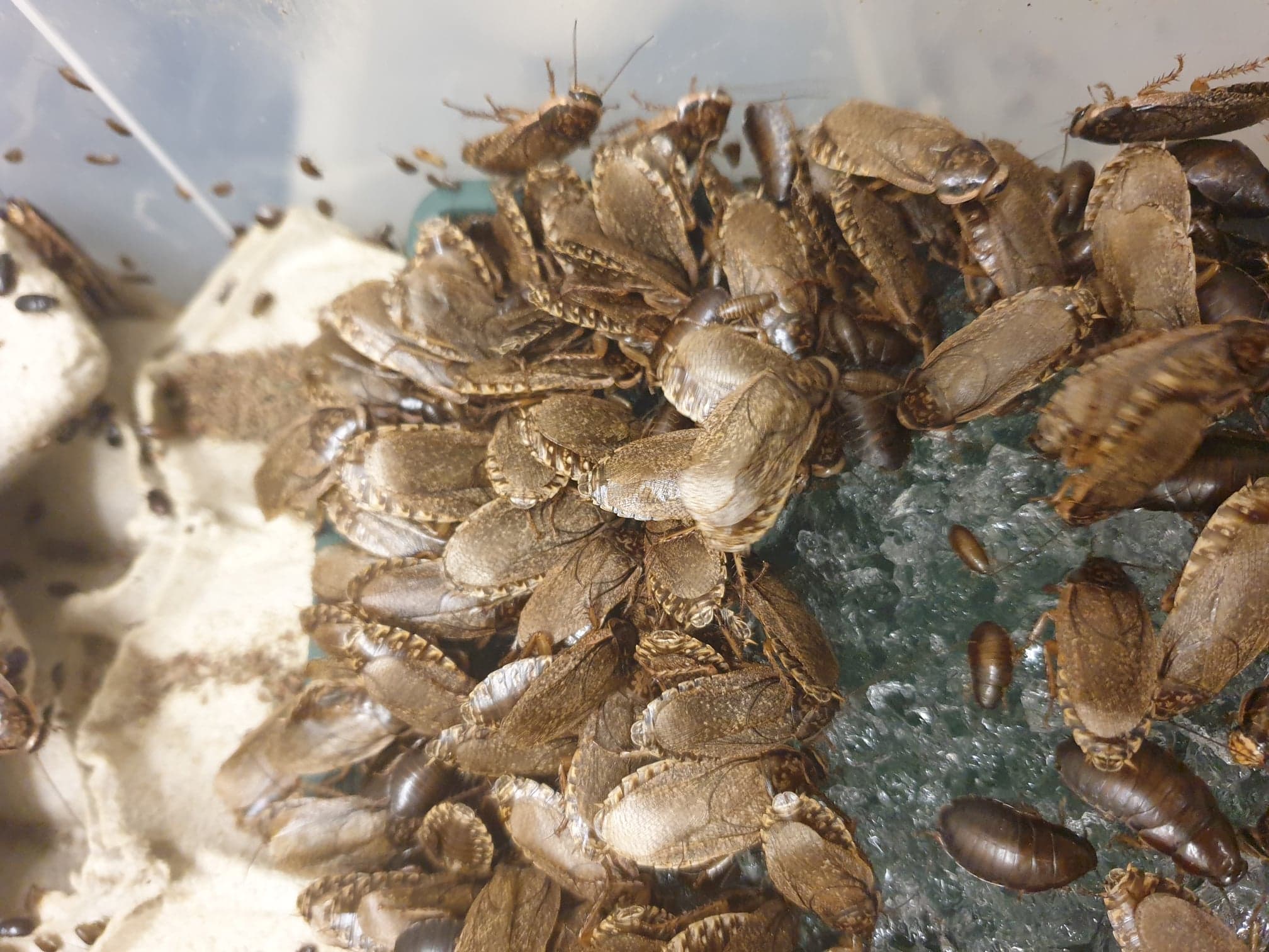 LOBSTER ROACHES (Nauphoeta cinerea)