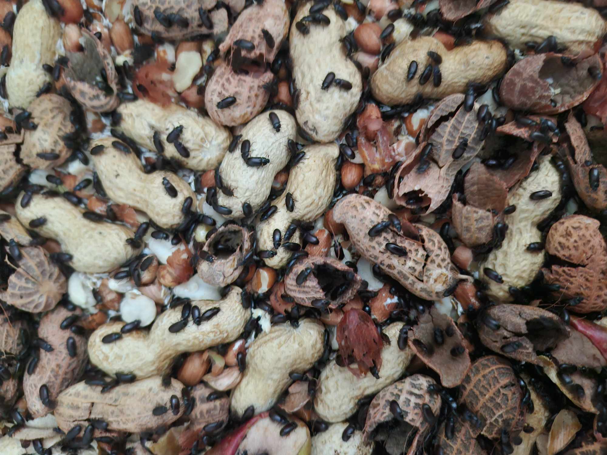 PEANUT BEETLES (Ulomoides dermestoides)