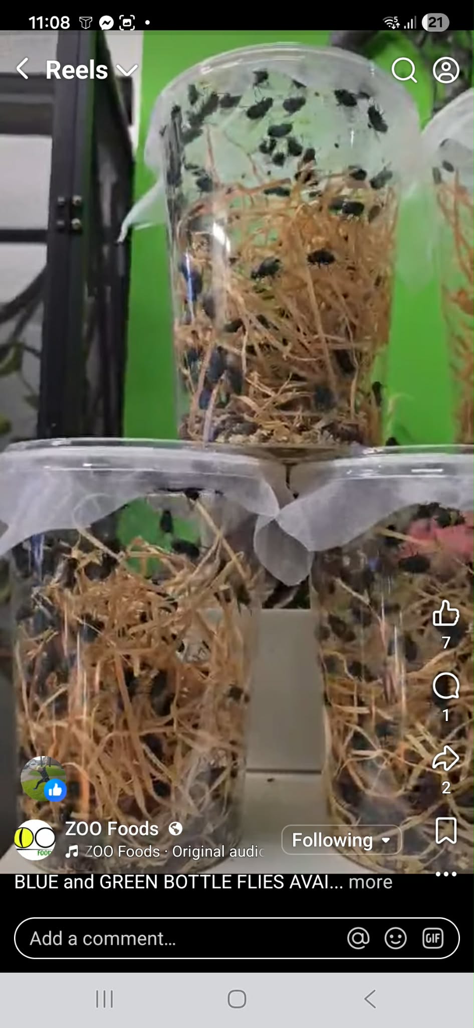 OTHER FLIES (Diptera spp.)