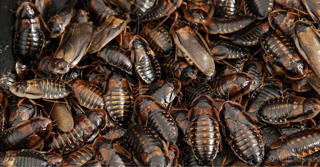 DUBIA ROACHES (Blaptica dubia) - by amount