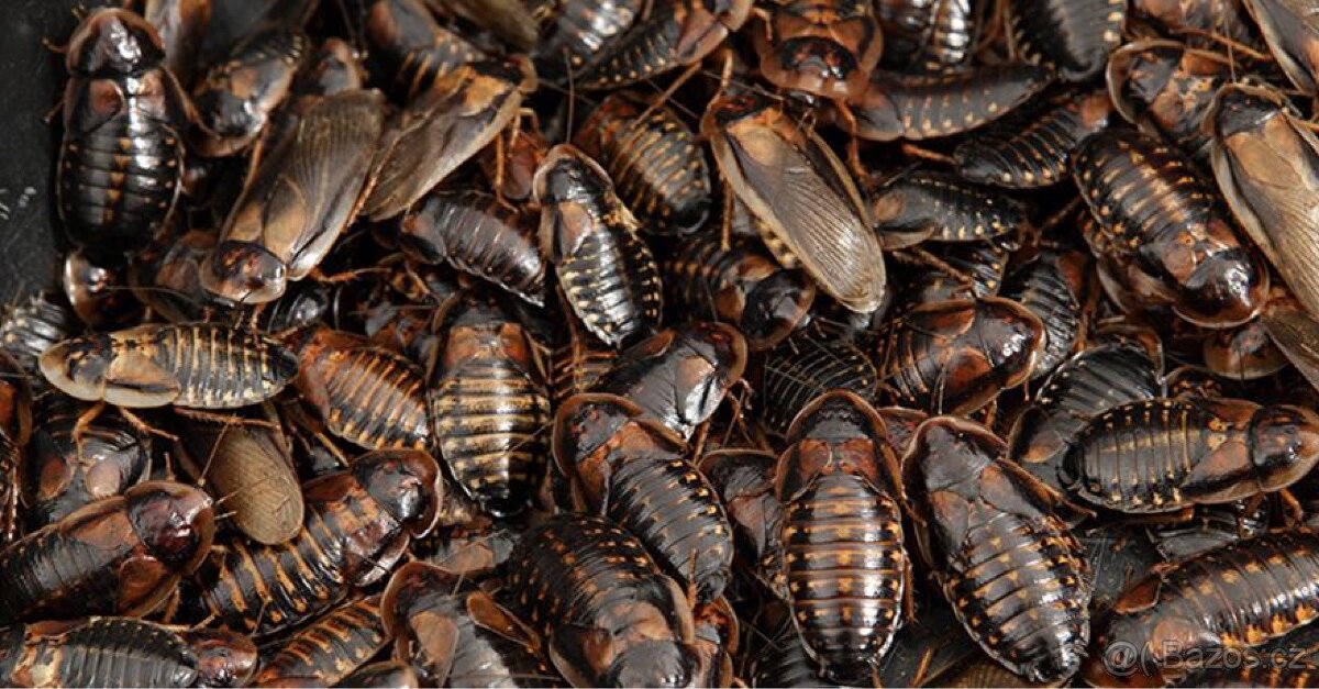 BULK DUBIA ROACHES (Blaptica dubia) - by weight