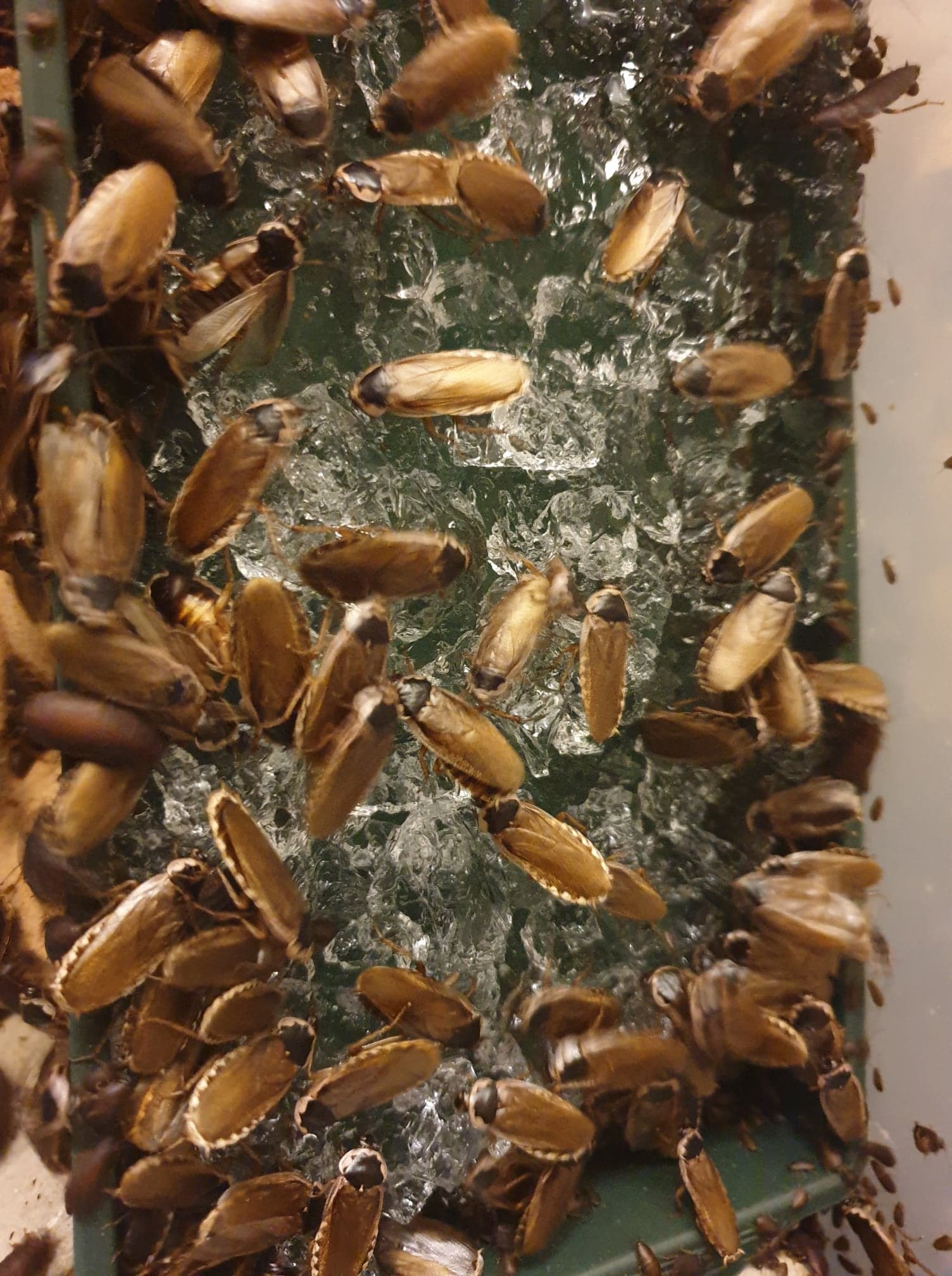PALLID ROACHES (Phoetalia pallida)