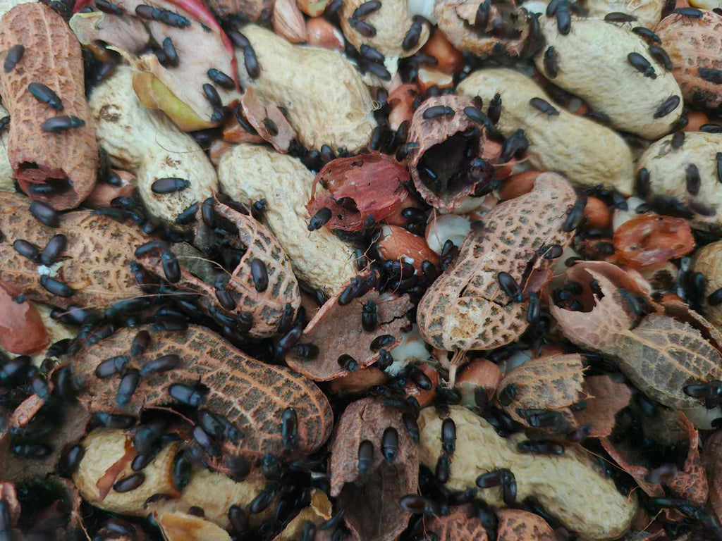 PEANUT BEETLES (Ulomoides dermestoides)