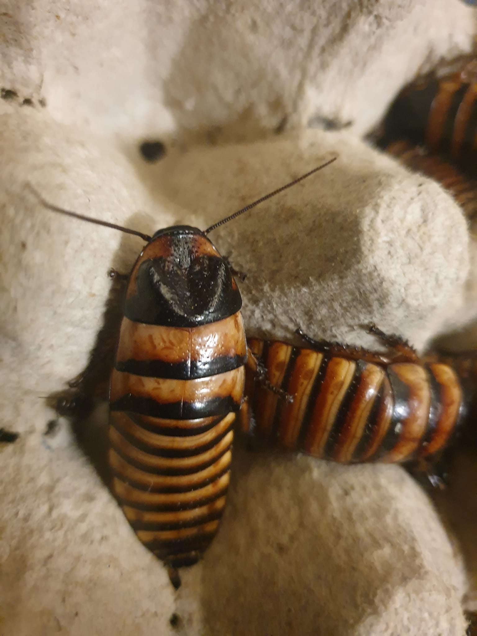 HALLOWEEN ROACHES (Elliptorhina javanica)