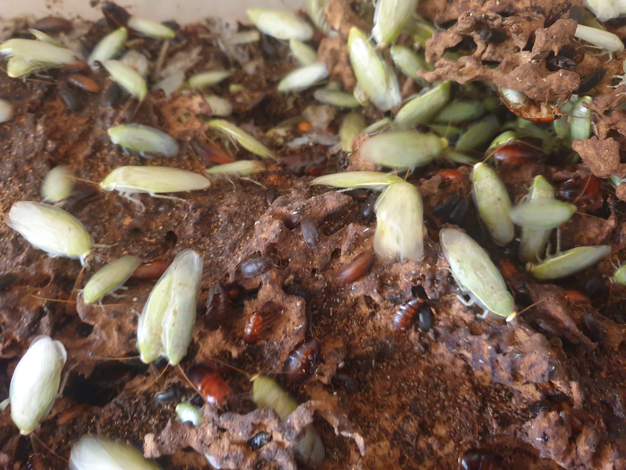 GIANT BANANA ROACHES (Panchlora sp. 'Giant')