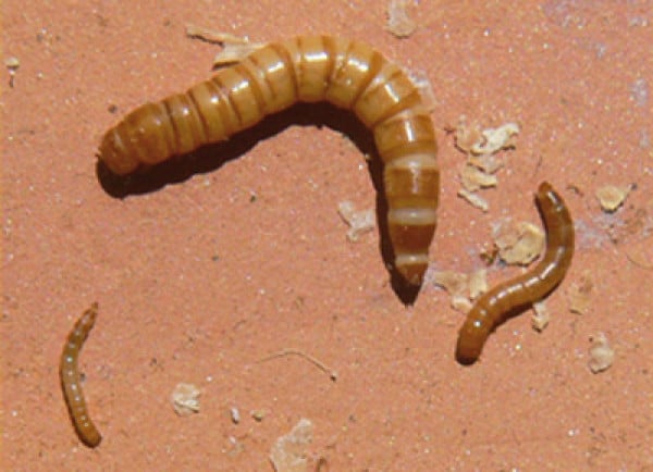 MEALWORMS and MORIO WORMS