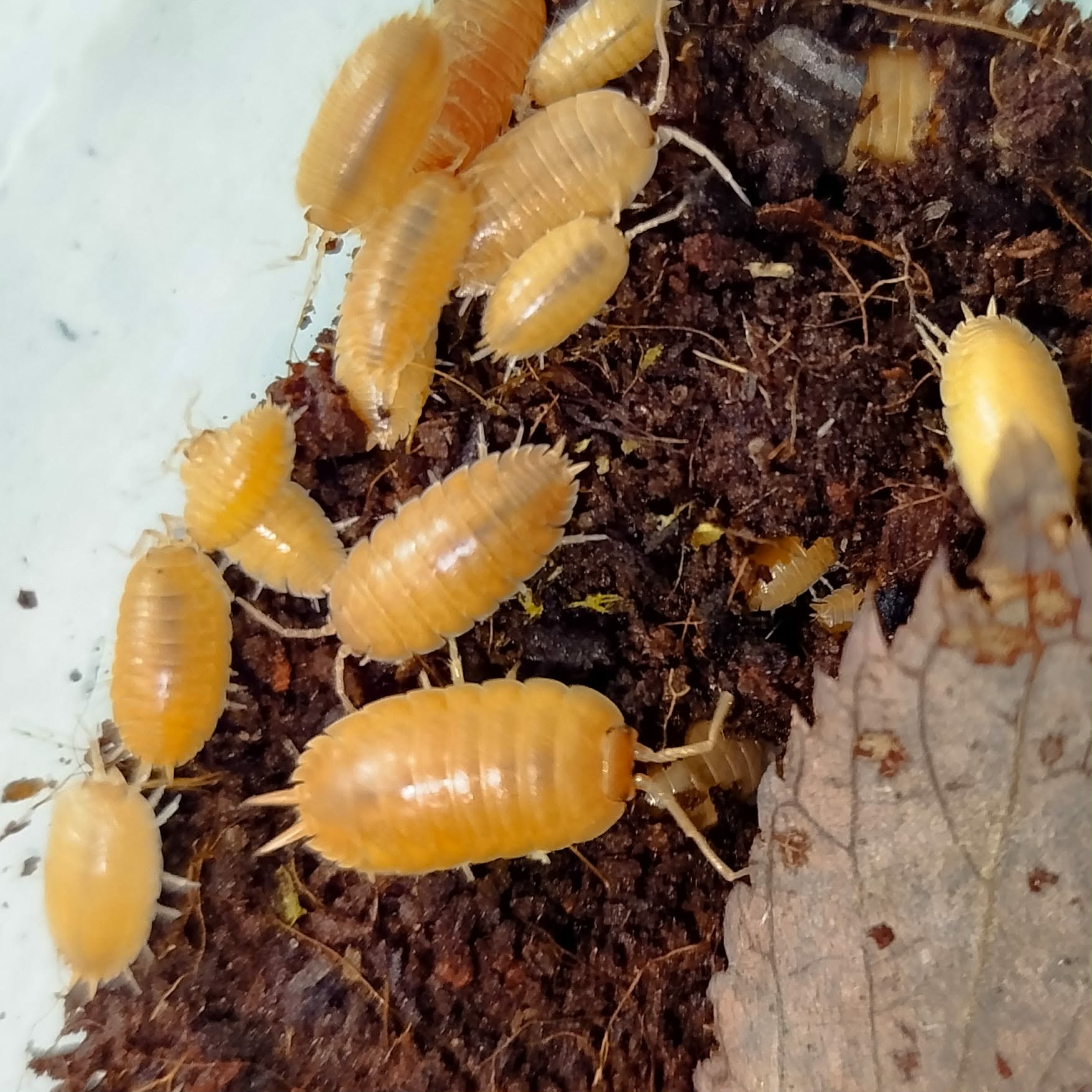 ISOPODS - feeders and clean-up crew