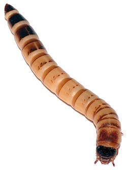 MEALWORMS and MORIO WORMS
