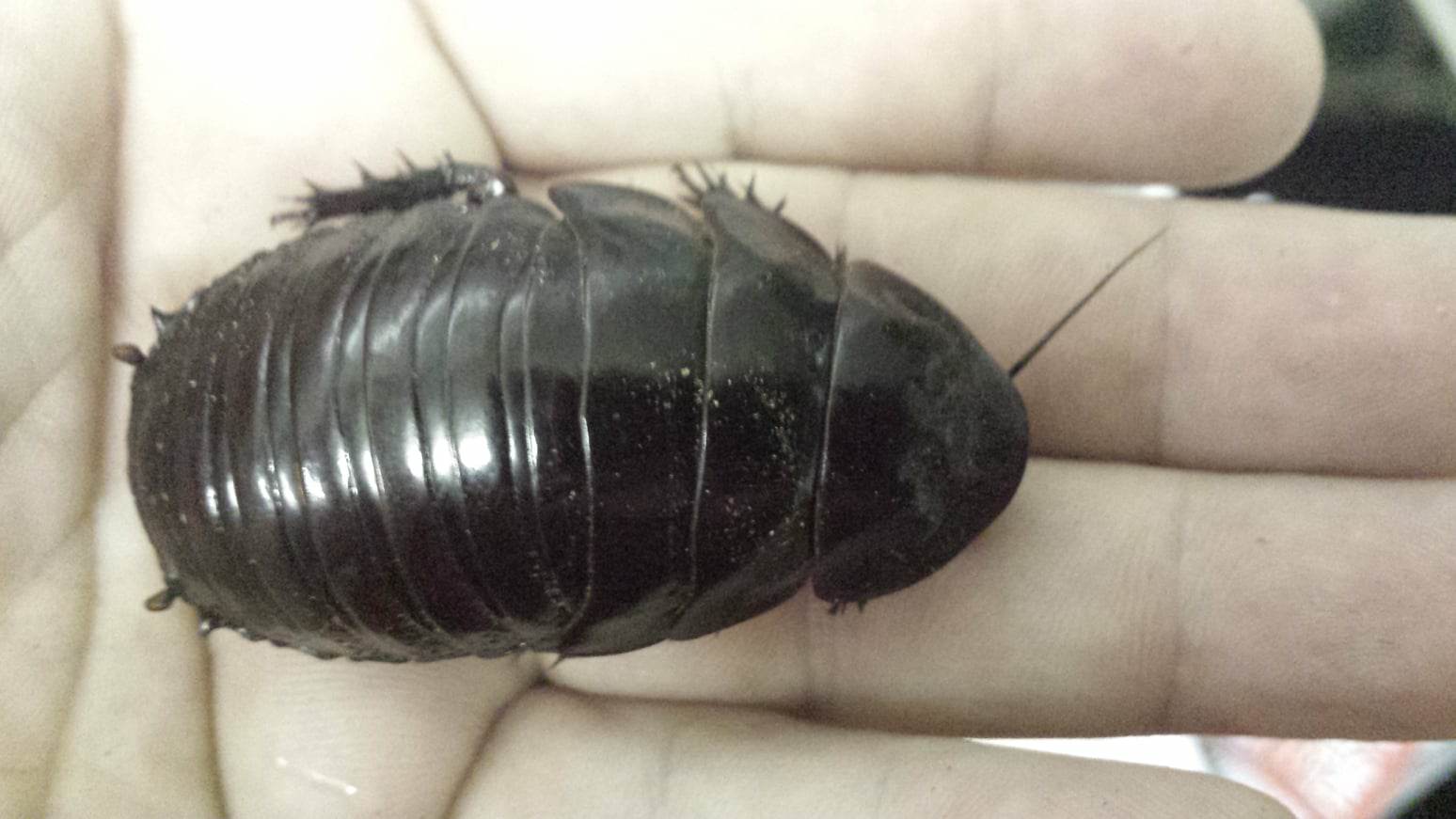 RHINO ROACHES (Macropanesthia rhinoceros) - males only!