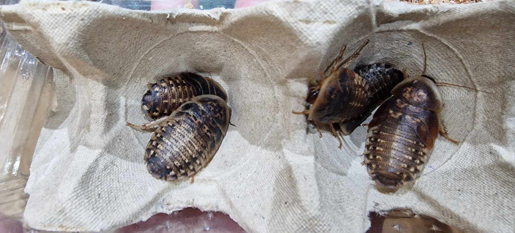 DUBIA ROACHES (Blaptica dubia) - by amount