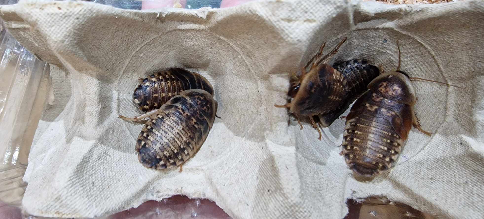 BULK DUBIA ROACHES (Blaptica dubia) - by weight