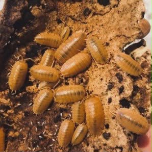 ISOPODS - feeders and clean-up crew