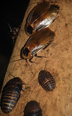 DISCOID COCKROACH (Blaberus discoidalis)