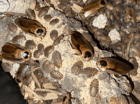 DISCOID COCKROACH (Blaberus discoidalis)