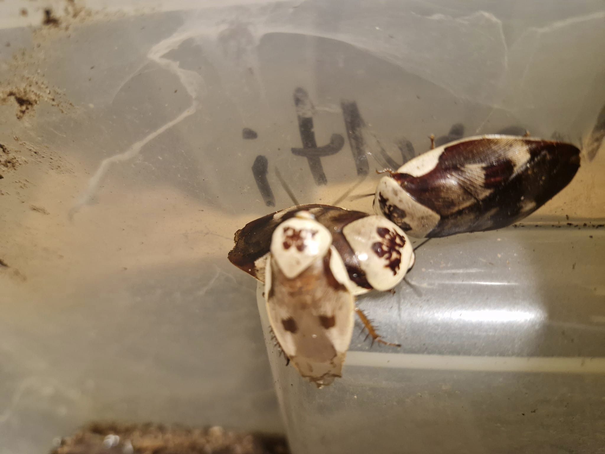 CENTURION ROACHES (Gyna centurio)