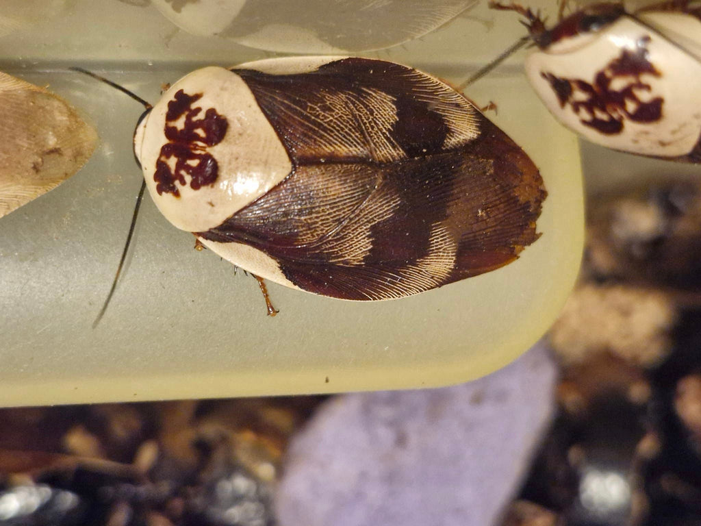 CENTURION ROACHES (Gyna centurio)