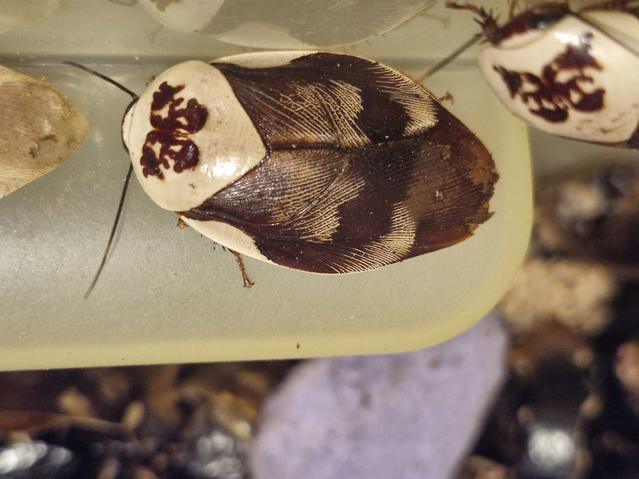 CENTURION ROACHES (Gyna centurio)