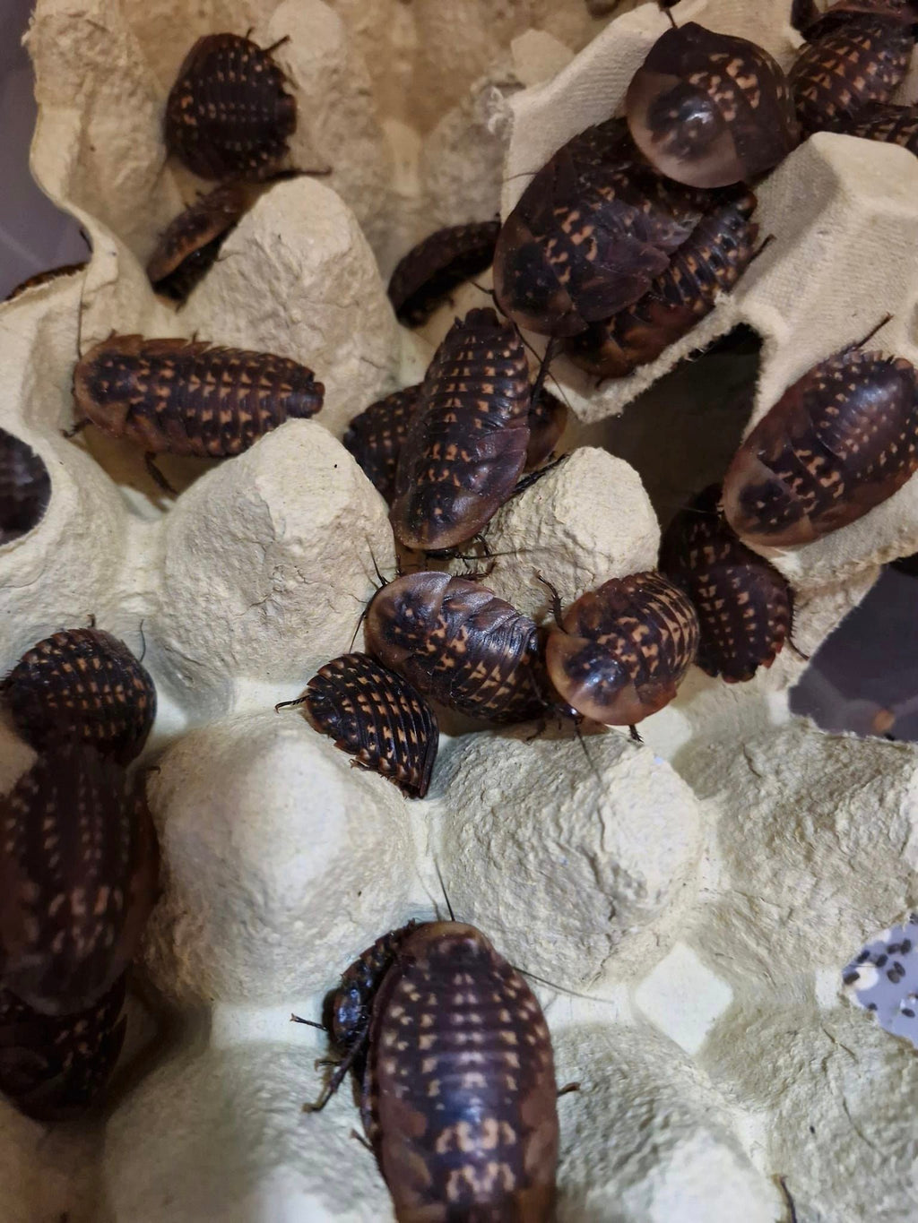 DEATH'S HEAD COCKROACH (Blaberus craniifer)