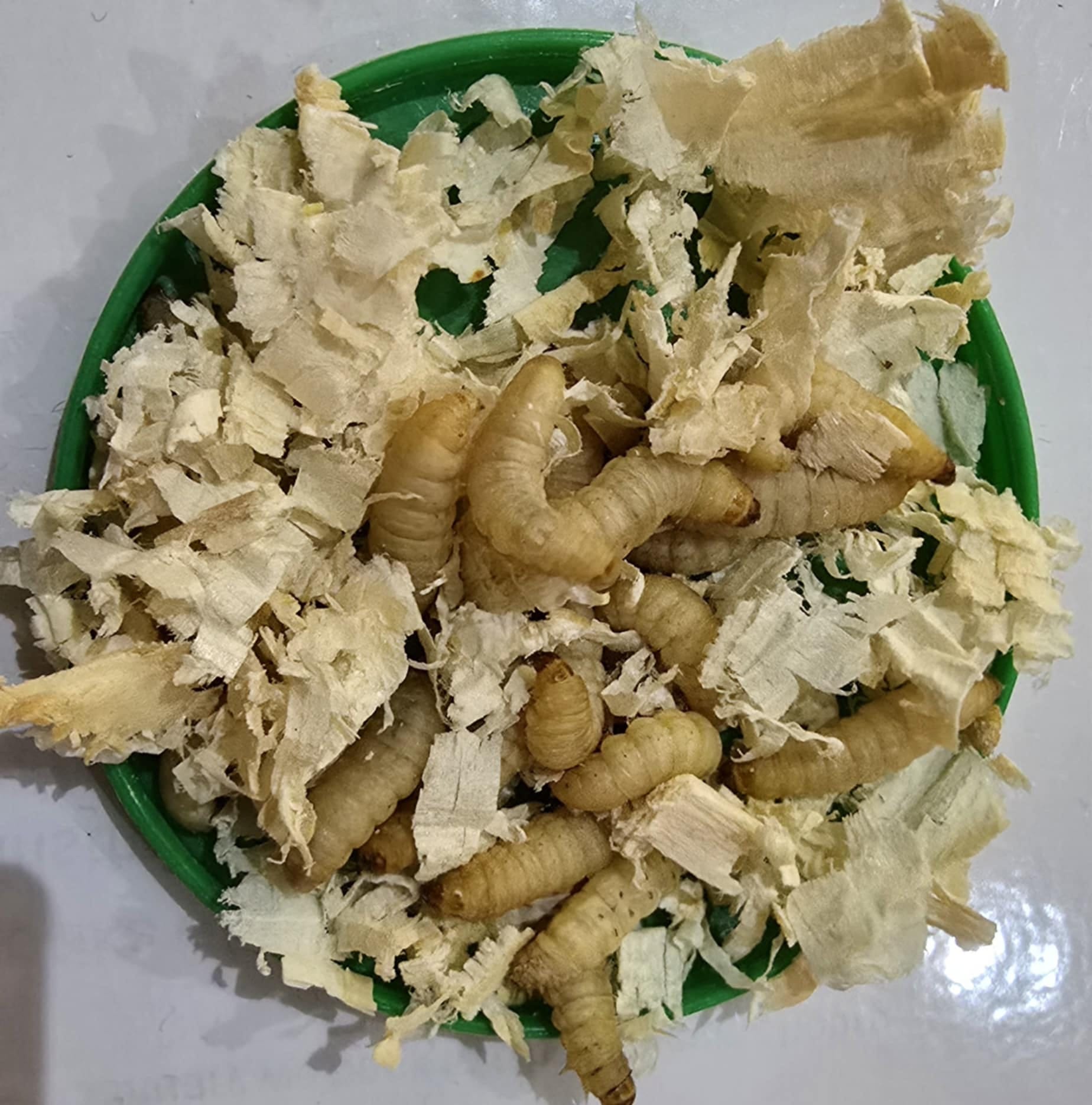 WAXWORMS (Galleria mellonella)