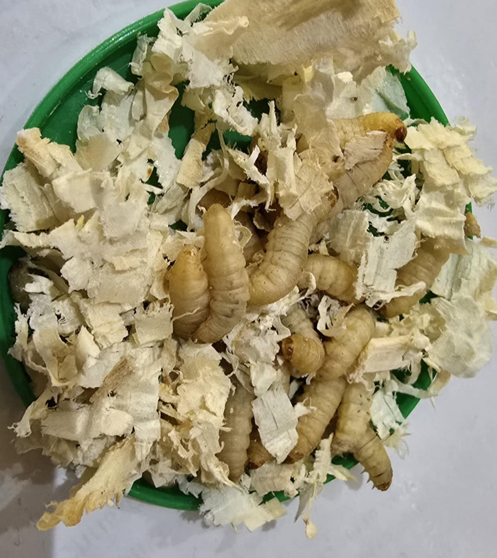 WAXWORMS (Galleria mellonella)
