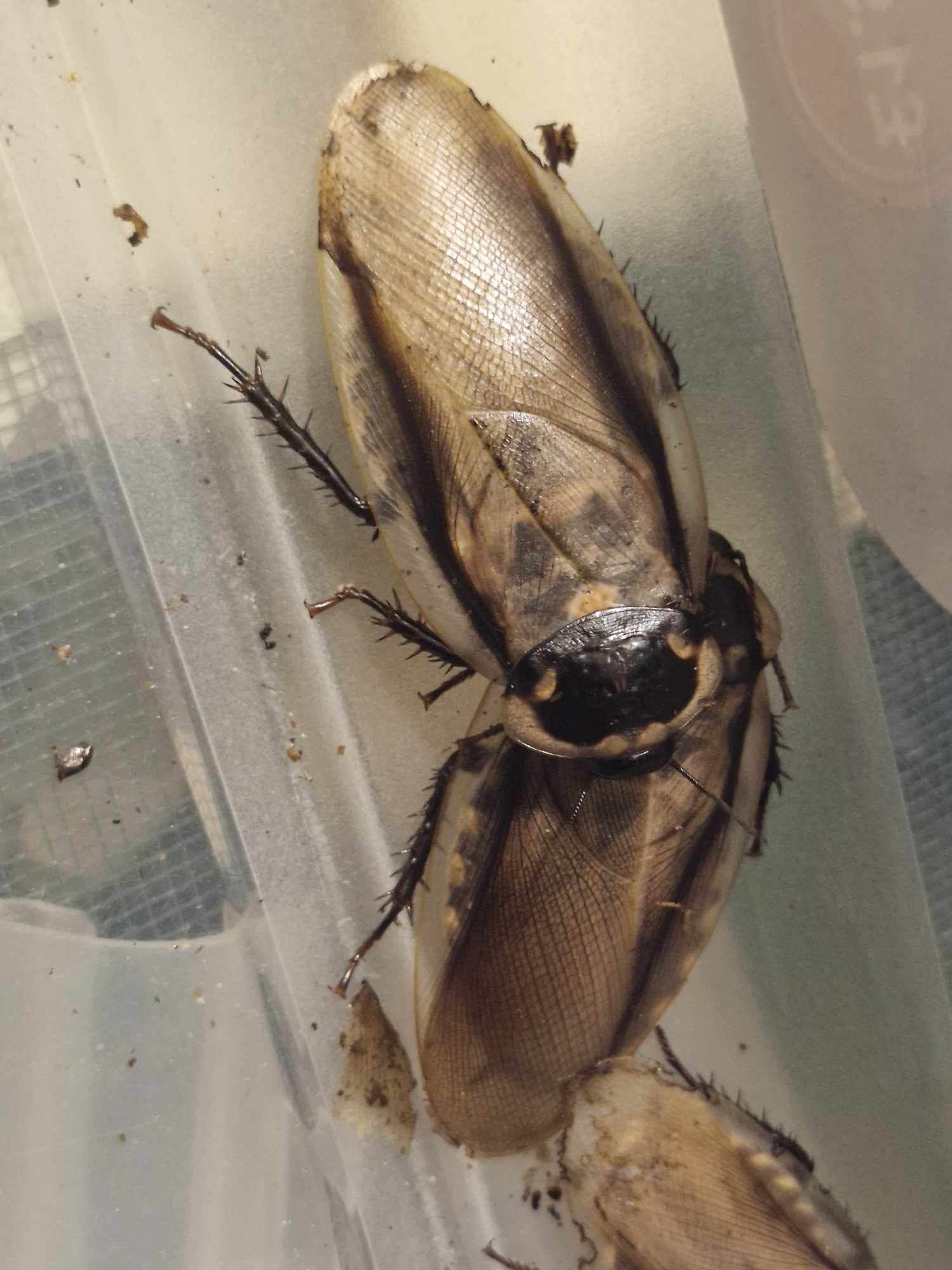 PANTANAL COCKROACH (Eublaberus serranus)