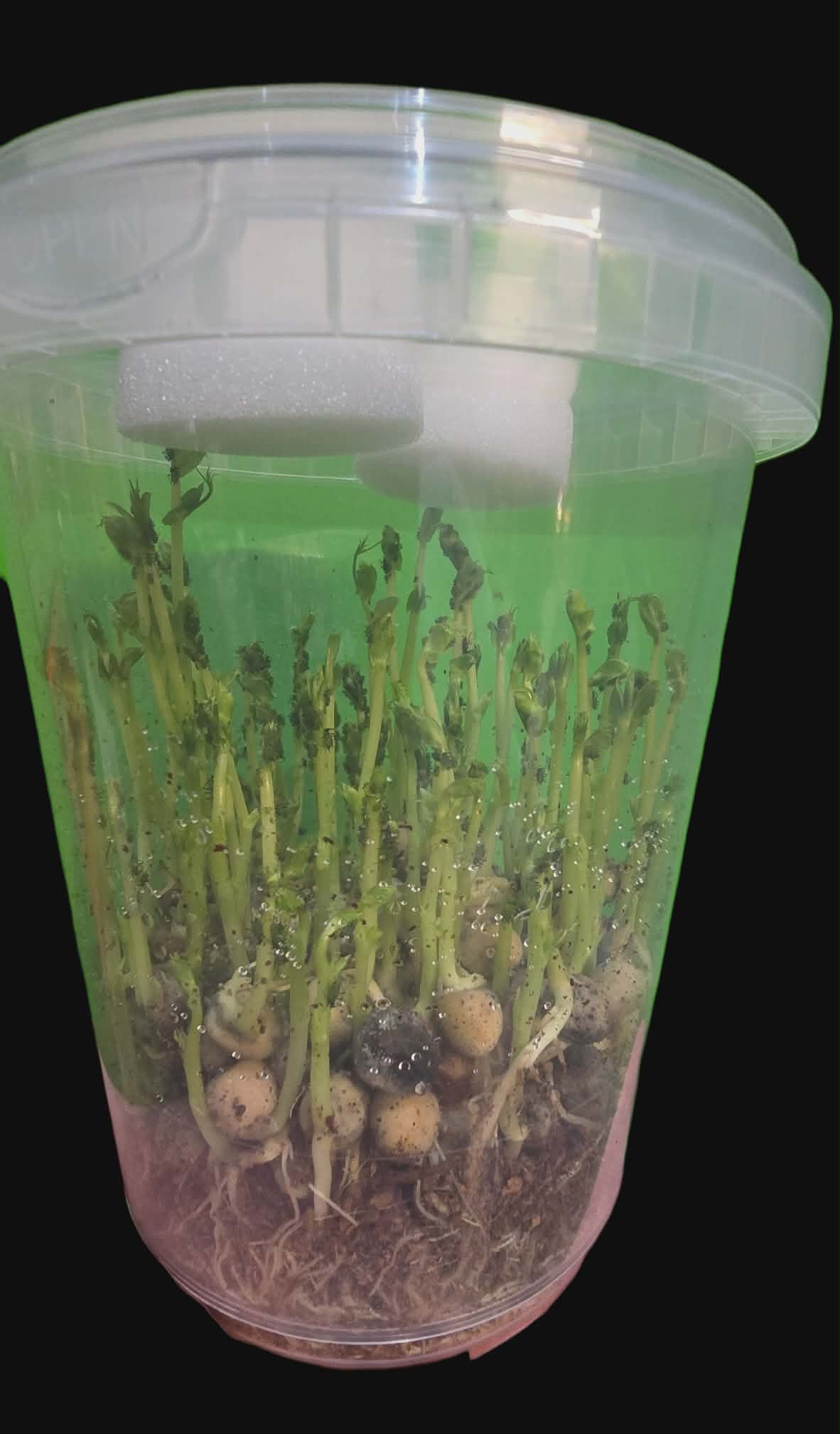 PEA APHIDS and VETCH APHIDS