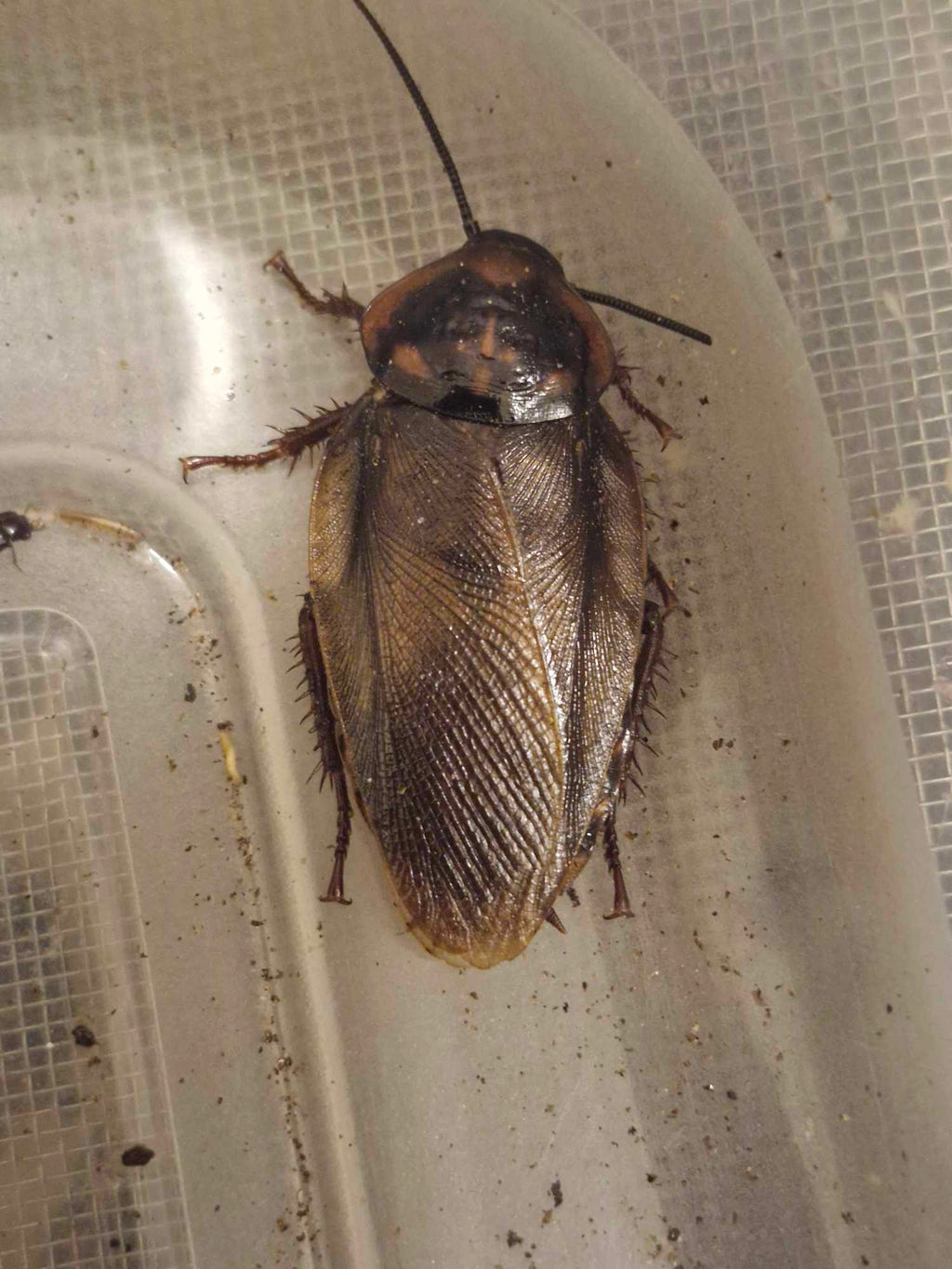 FRENCH GUAIANA COCKROACH (Eublaberus posticus 'French Guaiana)