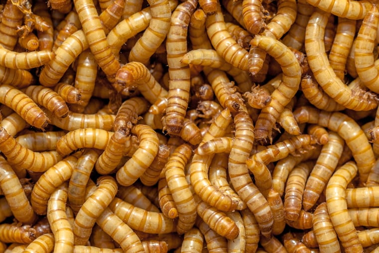 MEALWORMS and MORIO WORMS