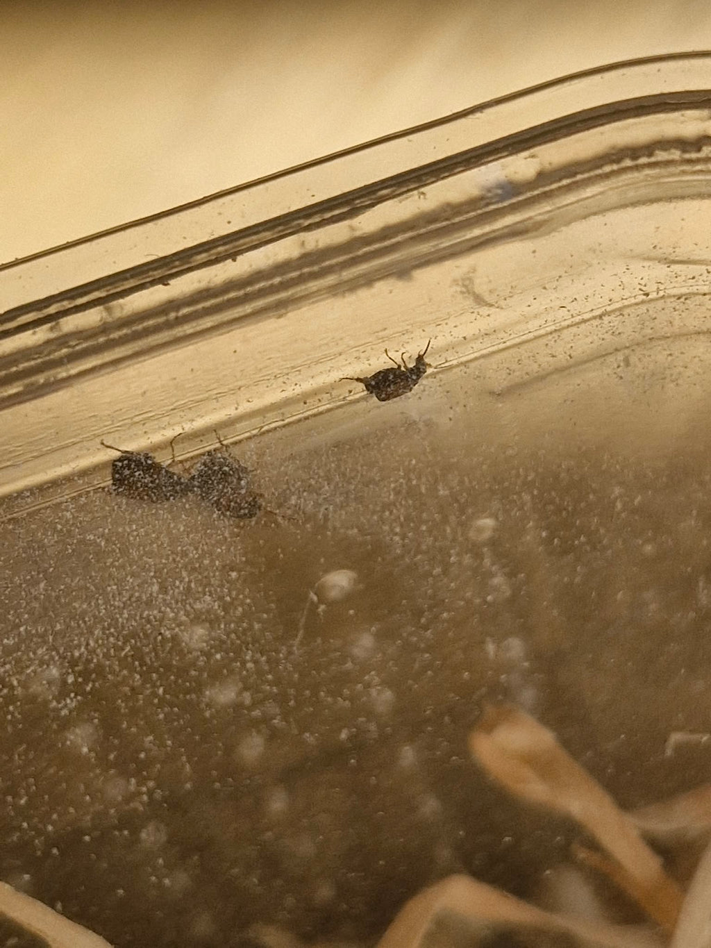 BEAN, WHEAT and RICE WEEVILS