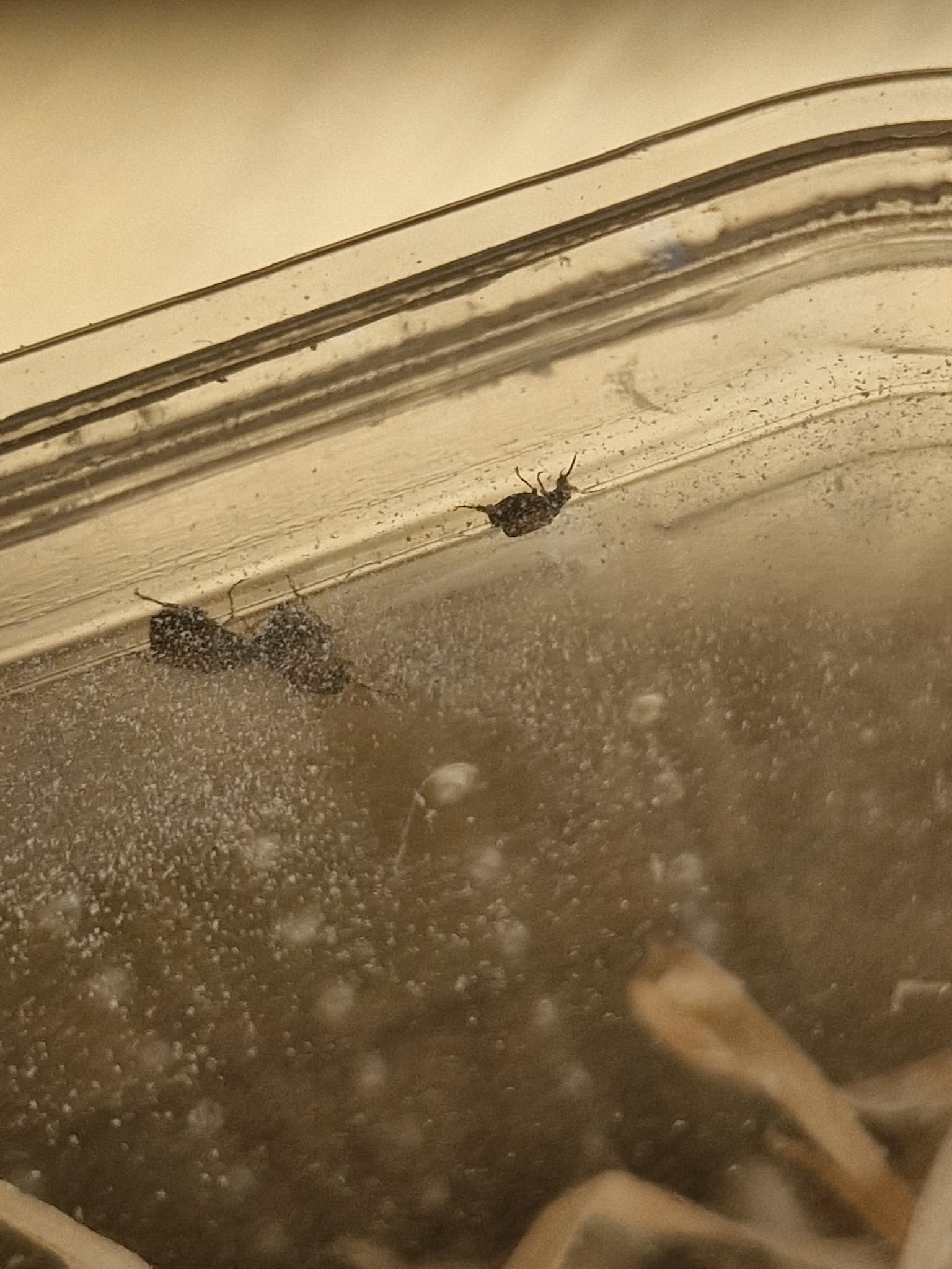 BEAN, WHEAT and RICE WEEVILS