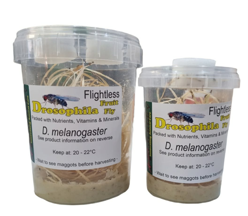 FRUIT FLIES (Drosophila spp.)