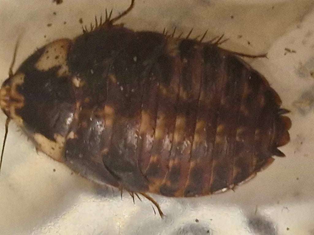 CHROME ROACH (Gyna caffrorum)