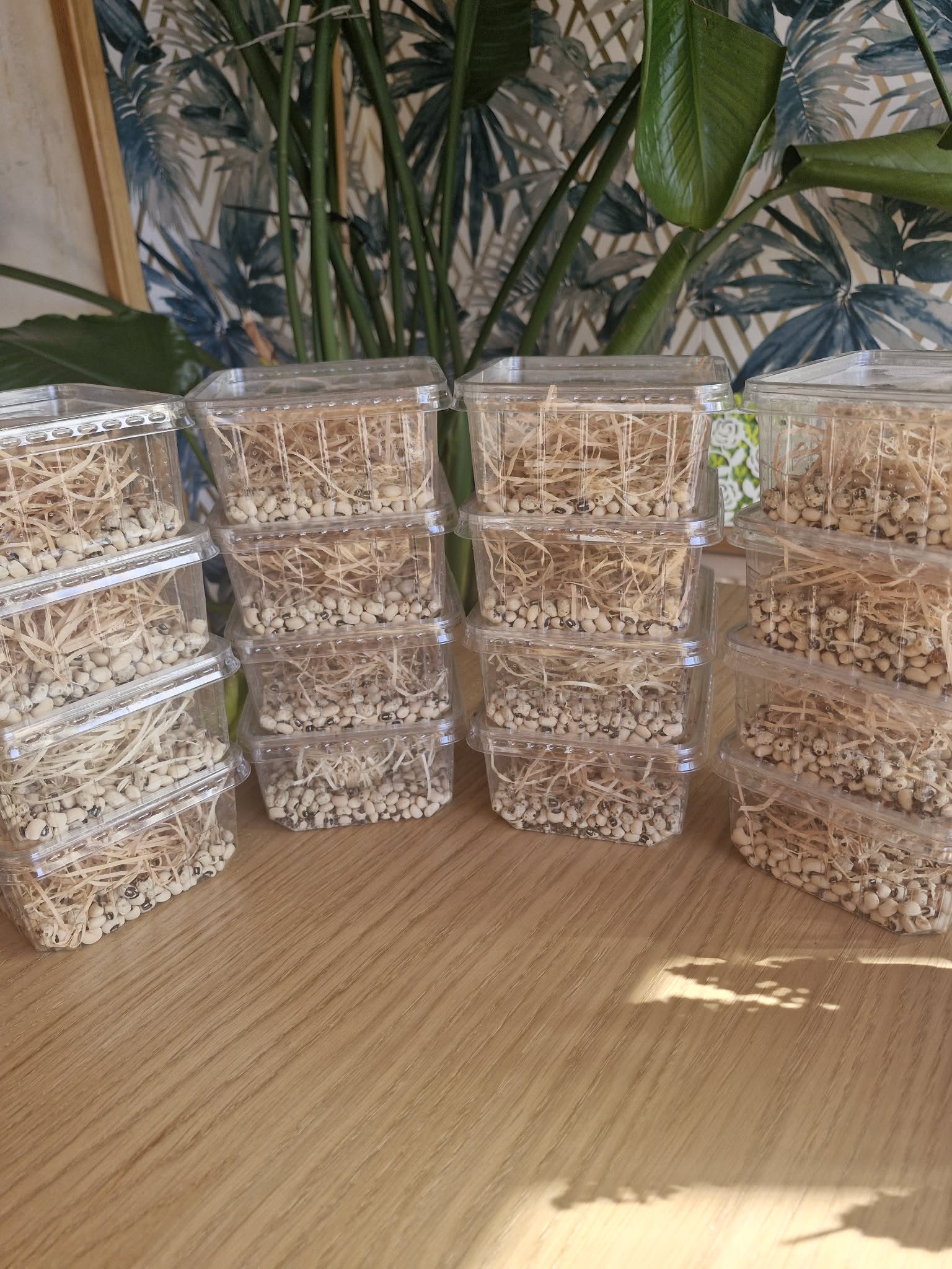 BEAN, WHEAT and RICE WEEVILS