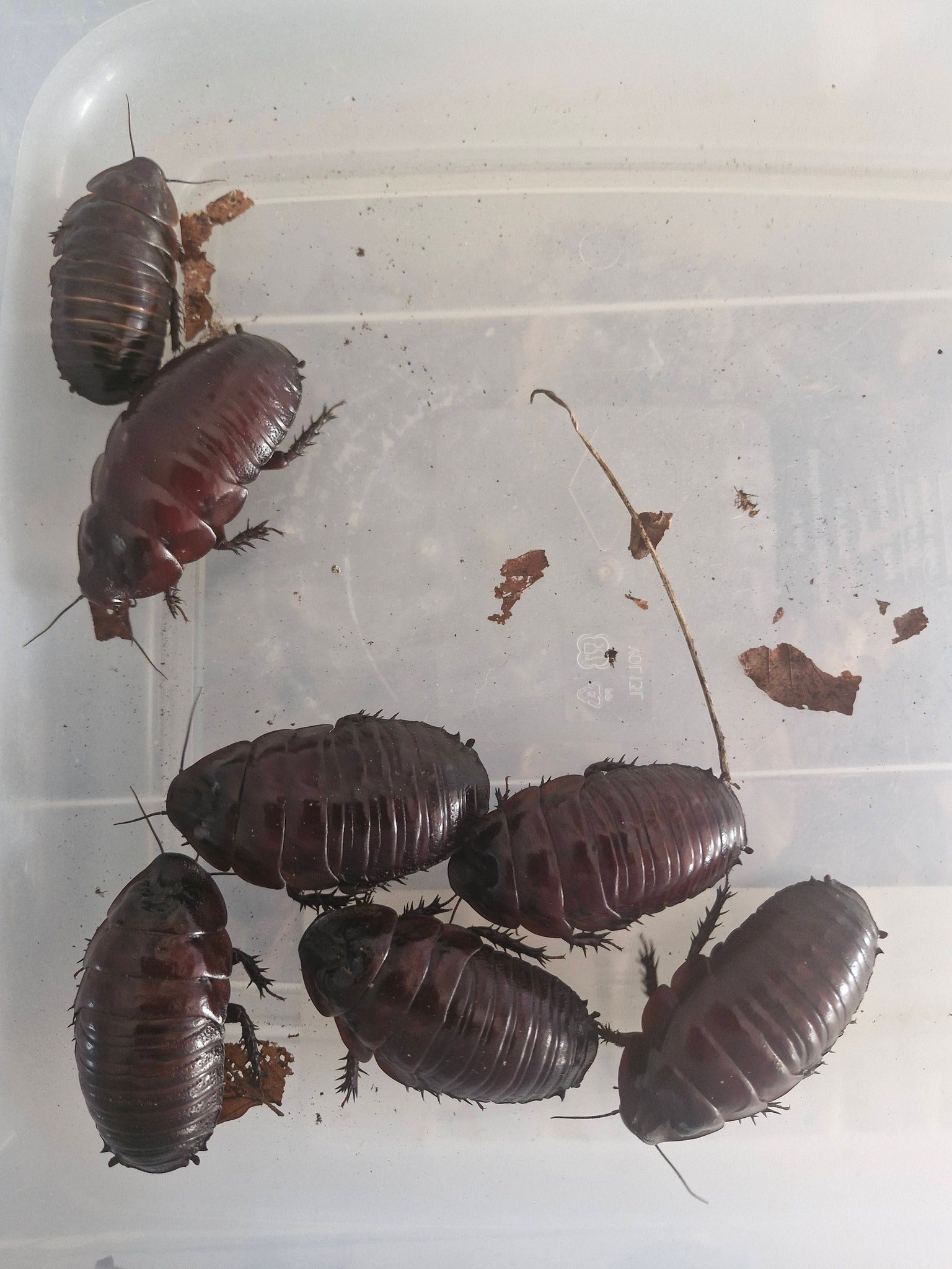 RHINO ROACHES (Macropanesthia rhinoceros) - males only!