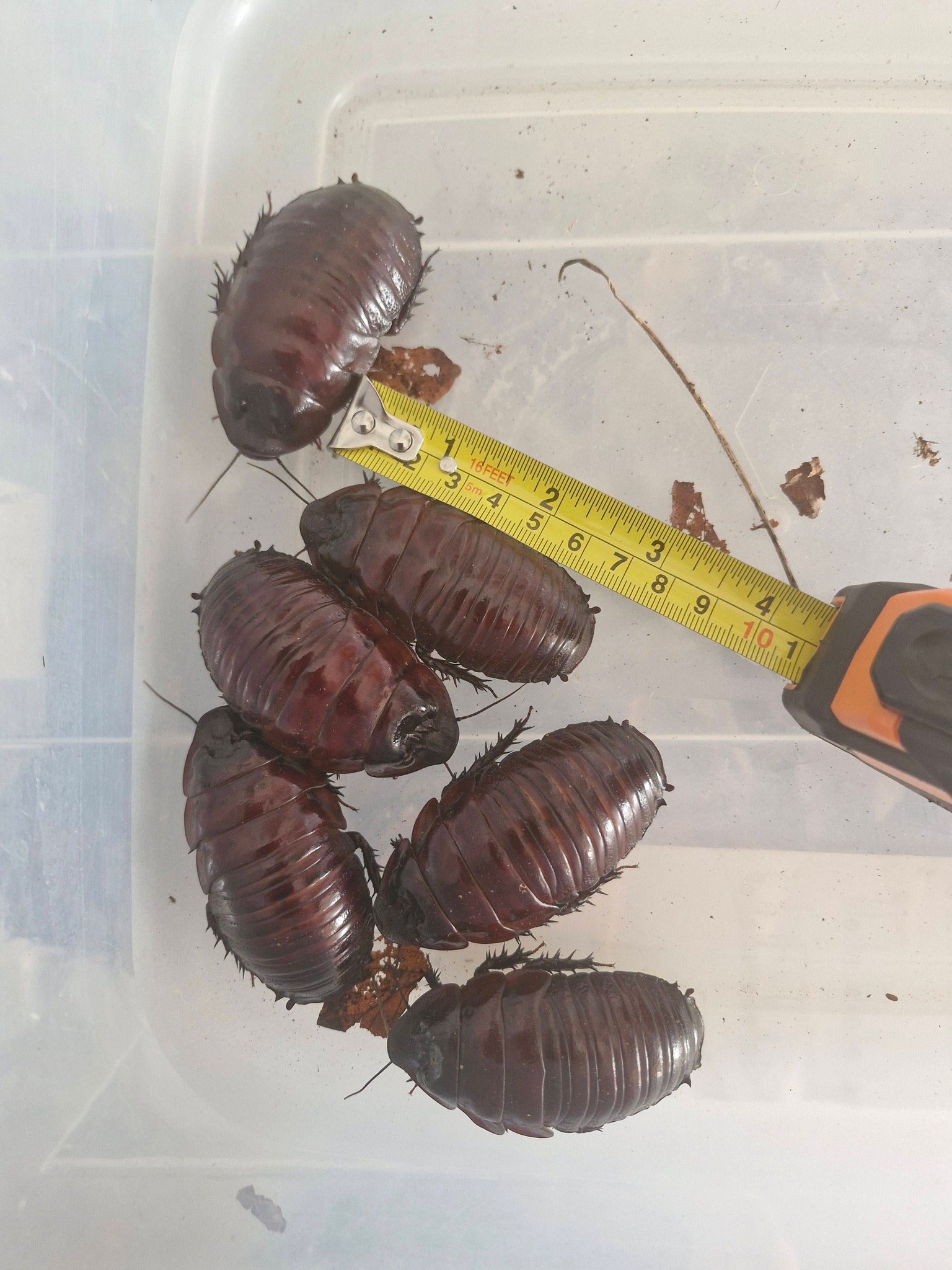 RHINO ROACHES (Macropanesthia rhinoceros) - males only!