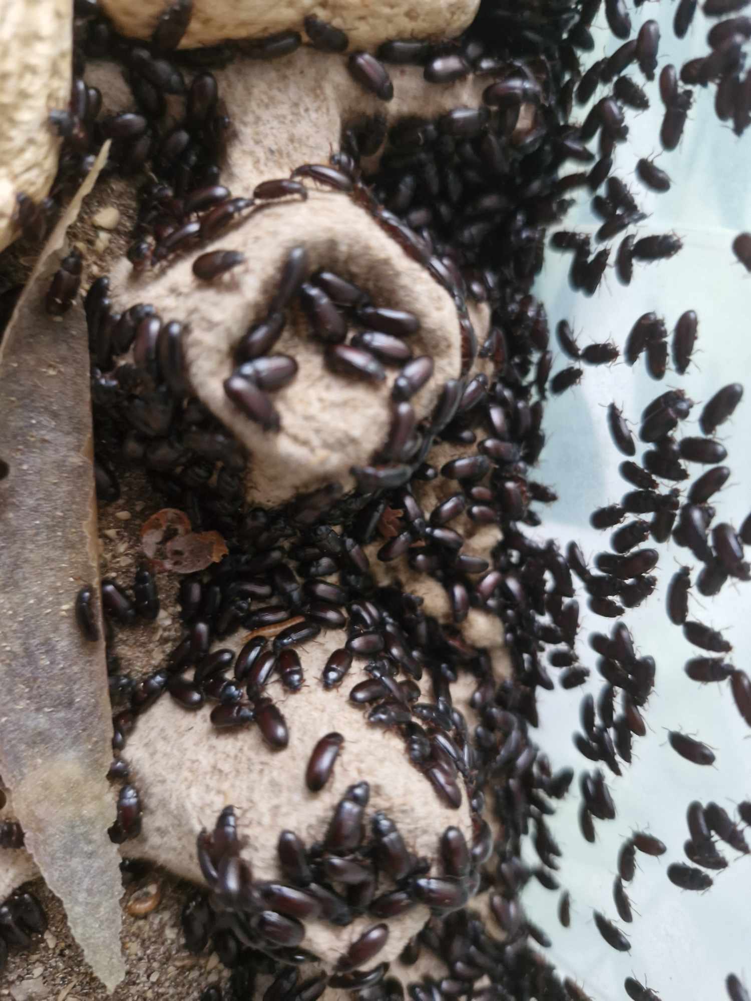 PEANUT BEETLES (Ulomoides dermestoides)