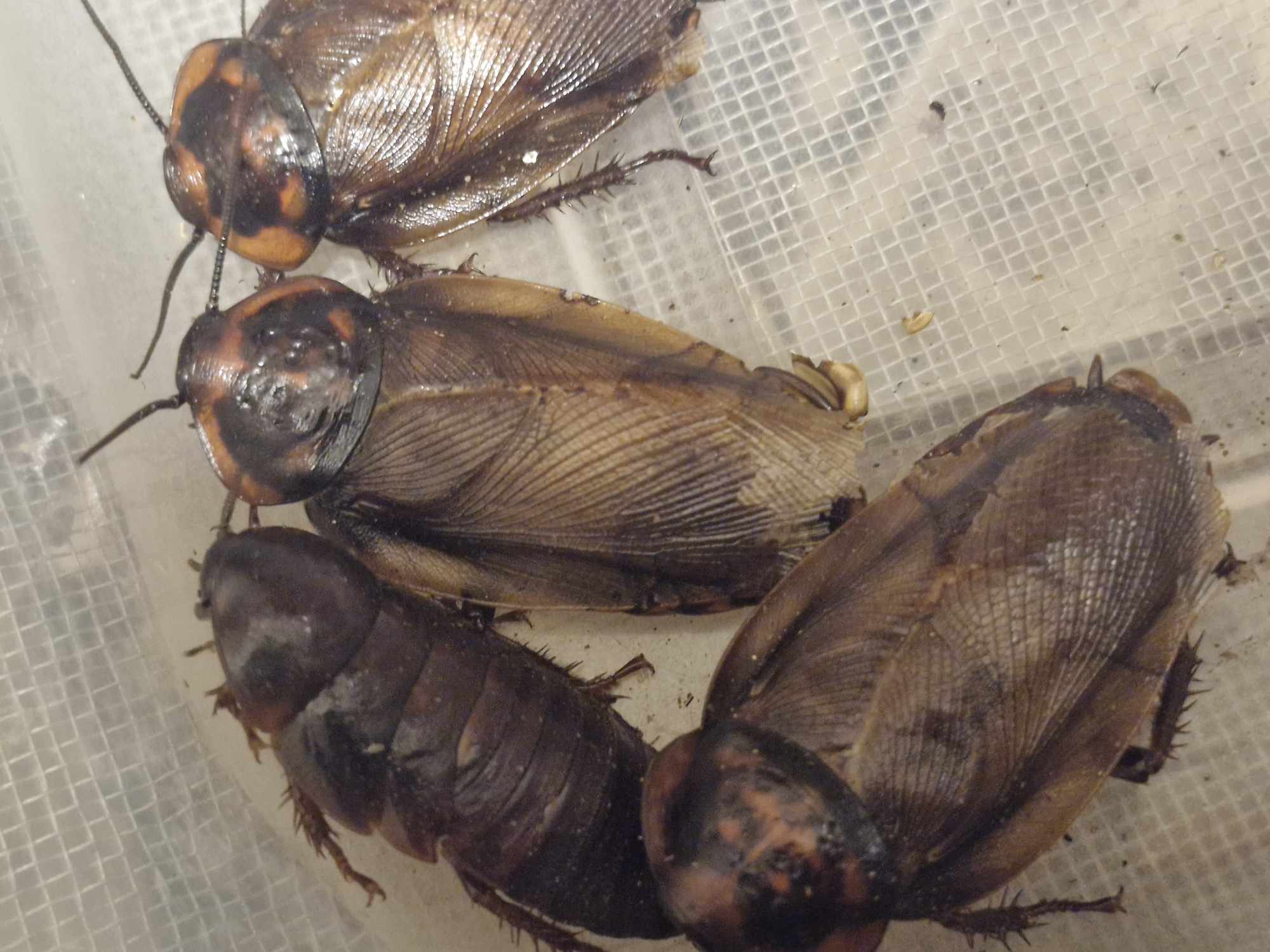 FRENCH GUAIANA COCKROACH (Eublaberus posticus 'French Guaiana)