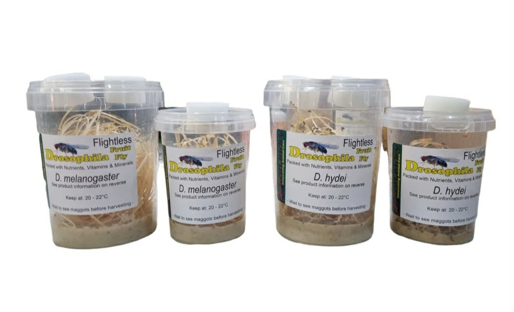 FRUIT FLIES (Drosophila spp.)