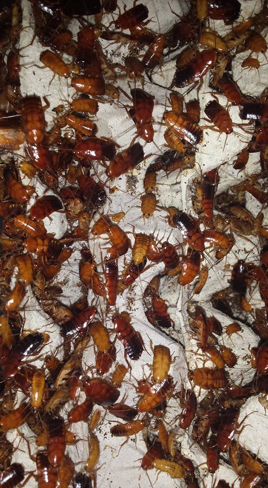 TURKISTAN ROACHES, RED RUNNERS (Shelfordella lateralis)