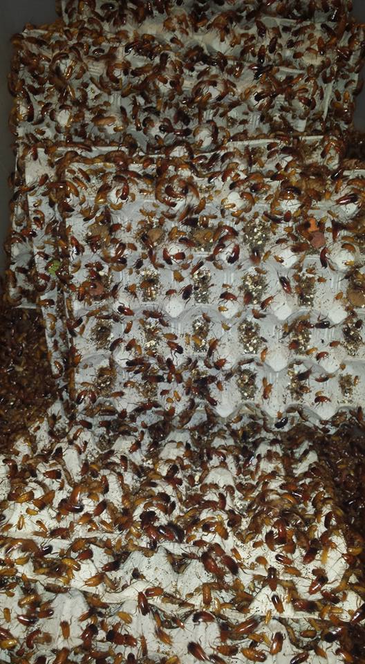 TURKISTAN ROACHES, RED RUNNERS (Shelfordella lateralis)