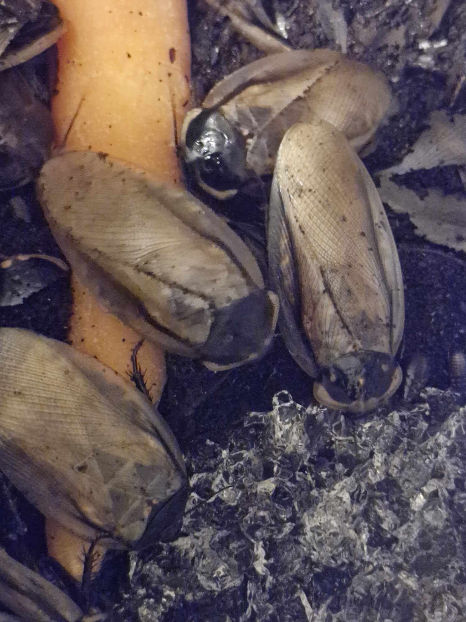 PANTANAL COCKROACH (Eublaberus serranus)