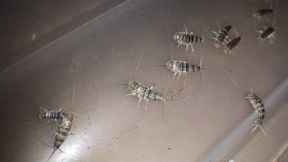 FIREBRATS (Thermobia domestica)