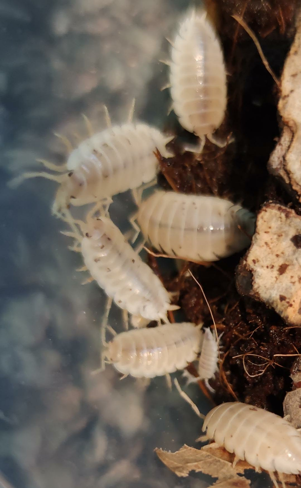 ISOPODS - feeders and clean-up crew